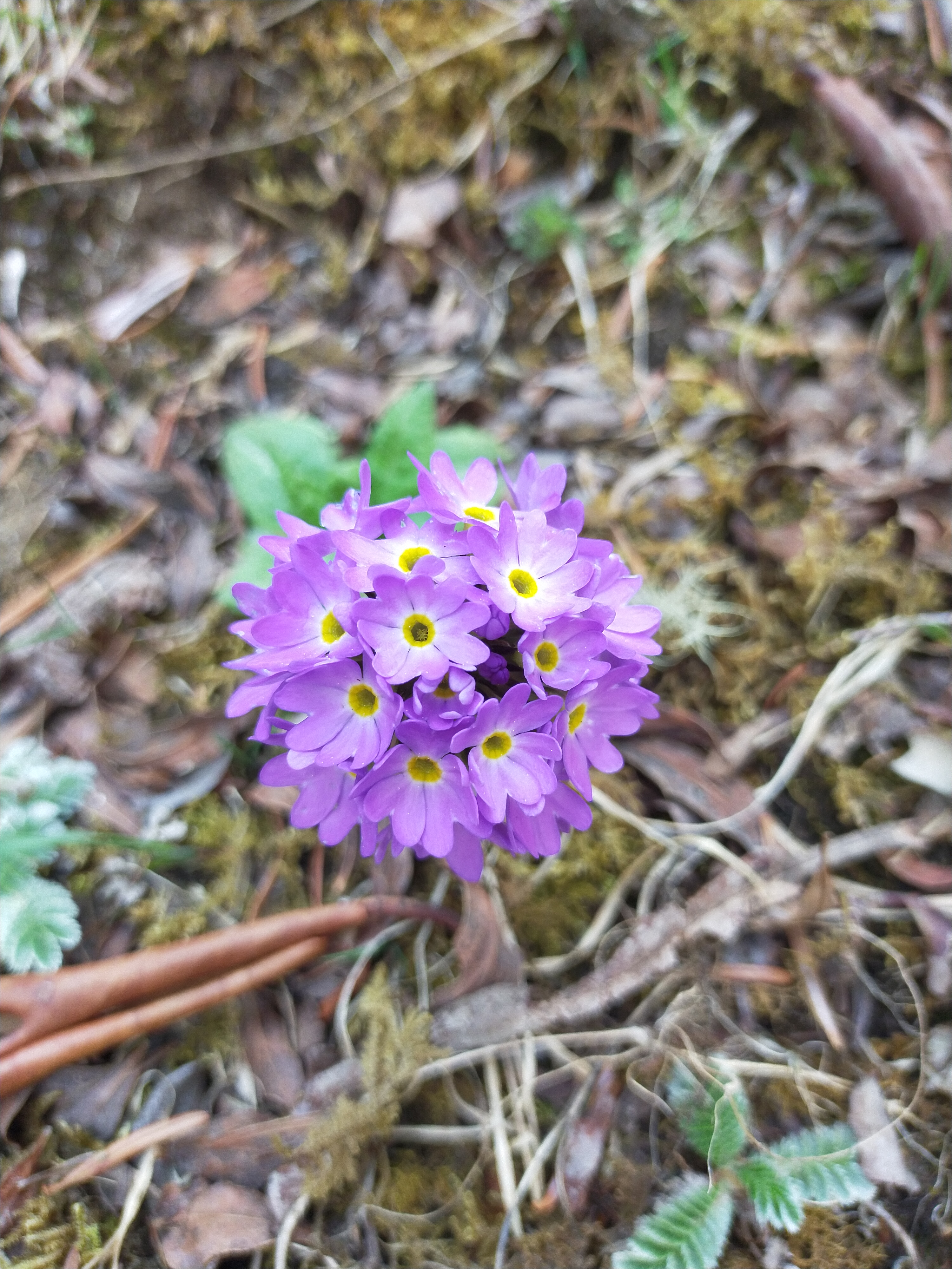 Panchase Trek gallery image 2